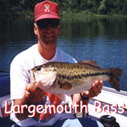 Largemouth Bass