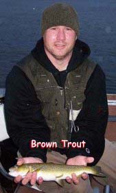 Brown Trout
